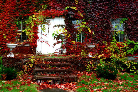 Cheryl Anne's image called DeVine Created in upstate New York in the fall 