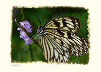 Butterfly Collection