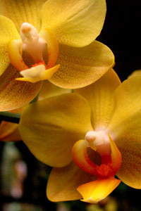 Orchid collection